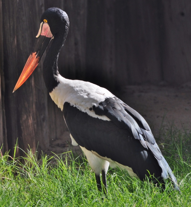saddle-billed stork